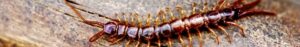 Centipede & Millipede Control