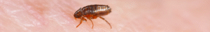 Flea & Tick Control