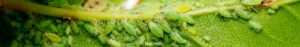 Aphid Control