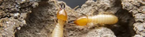 Termite Control