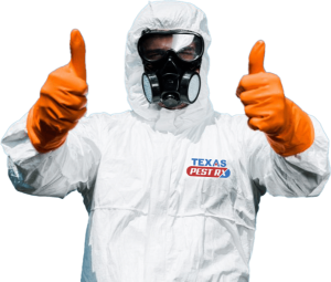 Floresville’s Pest Problems and How to Keep Your Family Safe