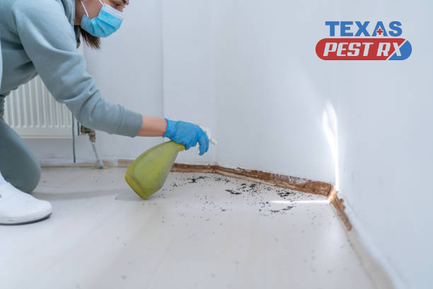 Affordable Pest Control Services