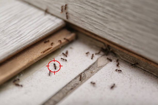 Ants Moving on Floor Needs Peste Control Services