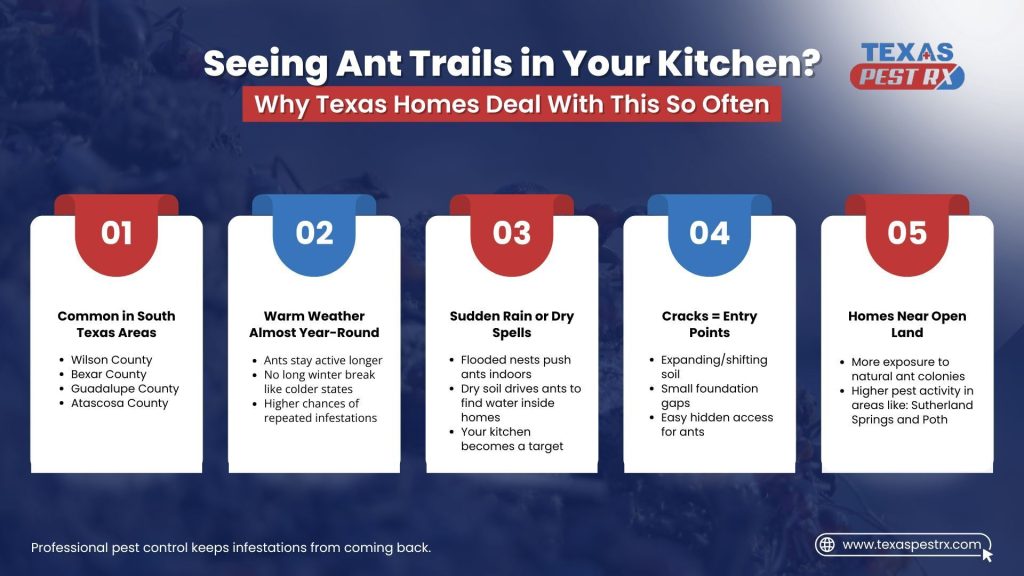 ant infestation signs ant infestation signs