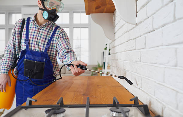 kitchen ants problem