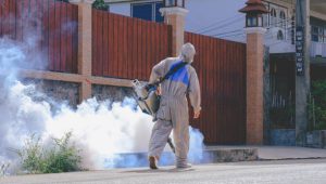 Mosquito Season Has Started in Texas: How to Protect Your Yard Before It Gets Worse