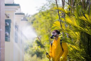 Why Wasps Turn Aggressive Around San Antonio in Late Summer