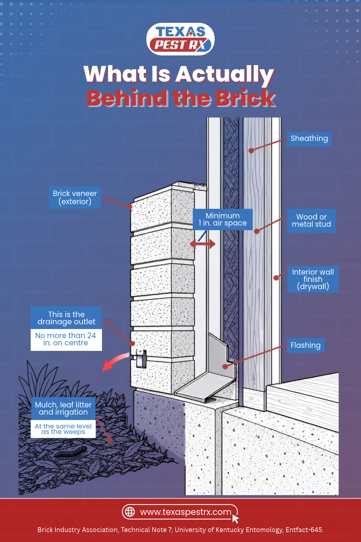 Cross-section of a brick veneer wall with weep holes Cross-section of a brick veneer wall with weep holes
